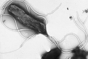 Magenkrankheiten Helicobacter