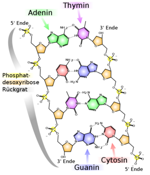 DNA Aufbau