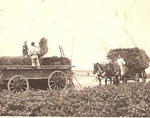 Landwirtschaft mit Pferdegespann