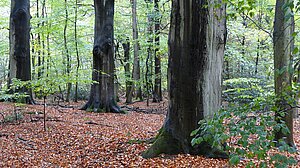 Hambacher Wald