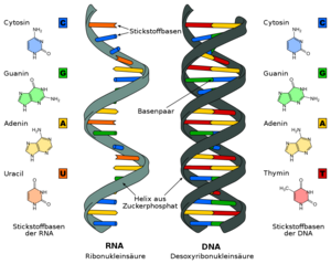 RNA und DNA