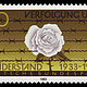 Weiße Rose