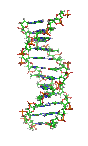 DNA Aufbau DNA Doppelhelix