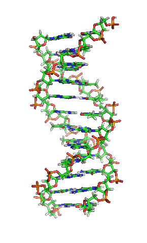 Doppelhelix DNA